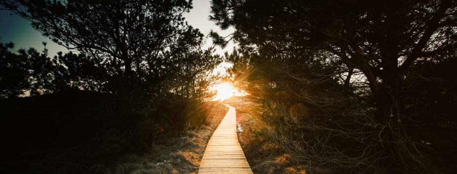 path into forest